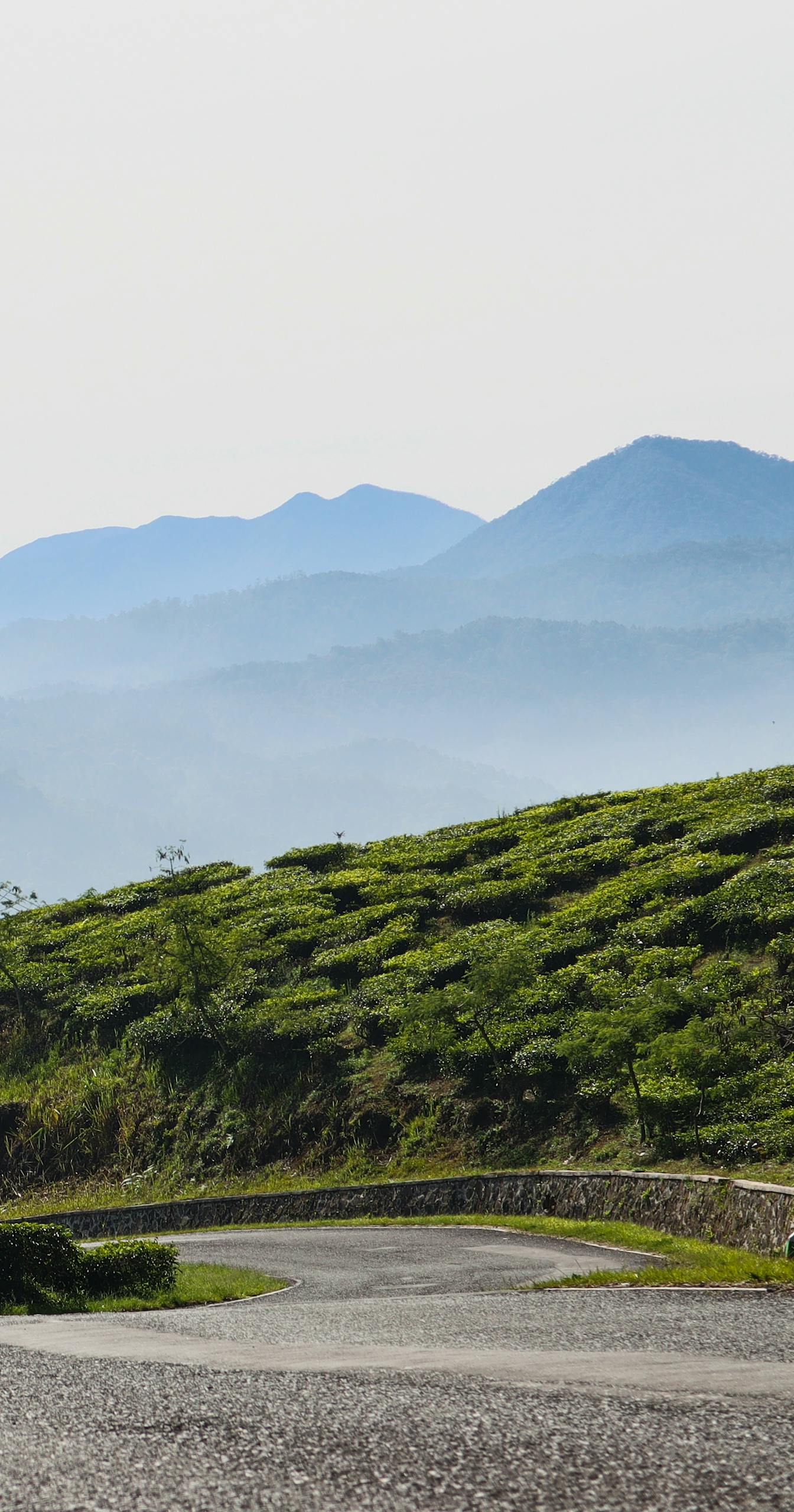 Curving road through lush greenery with misty mountain backdrop, perfect for travel inspirations.