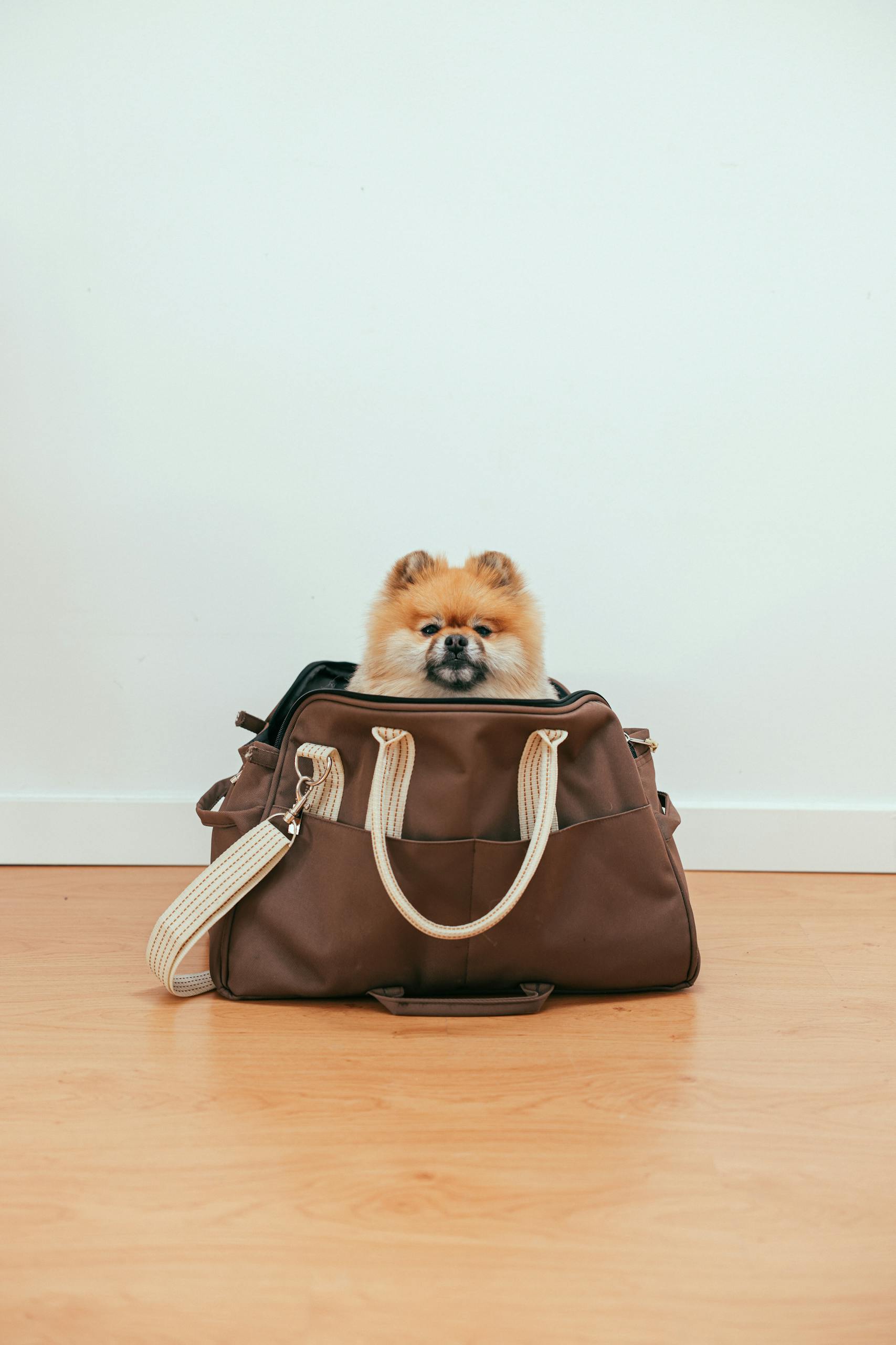 Cute Pomeranian resting in a stylish travel bag indoors on a wooden floor.