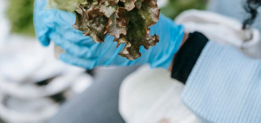 Crop anonymous African American female in casual clothes and blue gloves sitting on bench in park with green lettuce leaves in hands and shopping bag in daytime