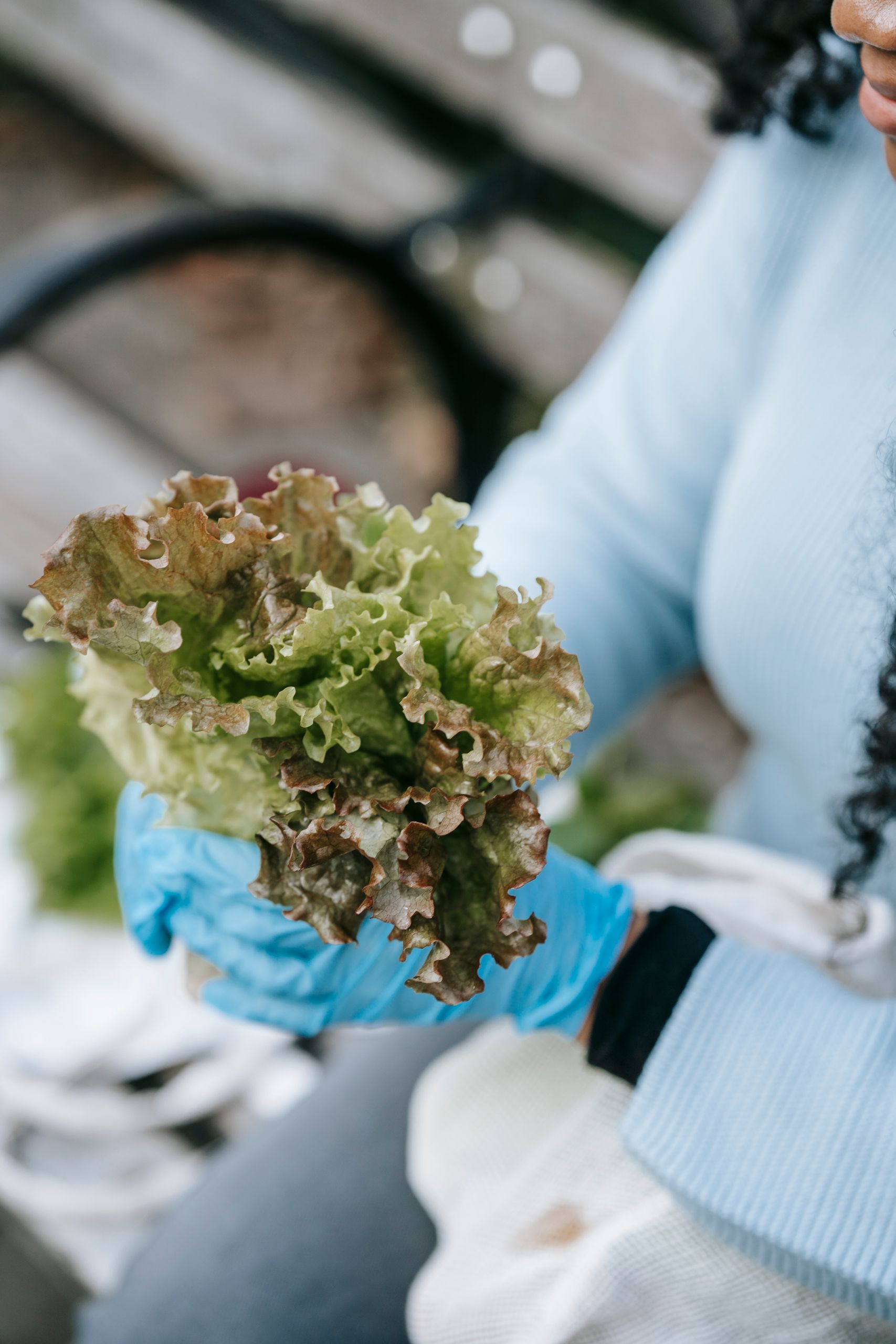 Crop anonymous African American female in casual clothes and blue gloves sitting on bench in park with green lettuce leaves in hands and shopping bag in daytime