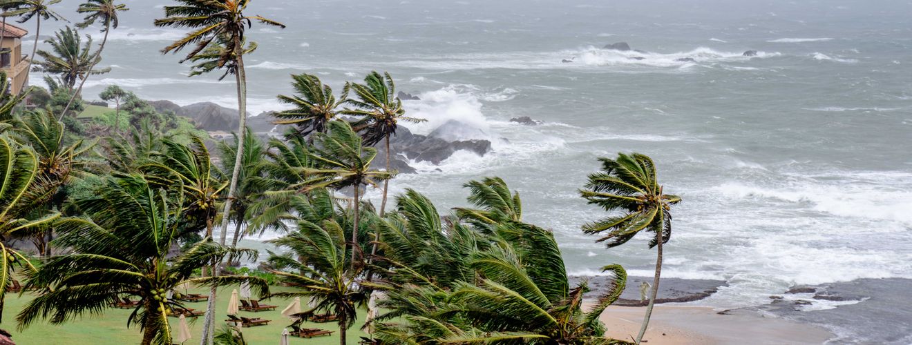 Palm trees swaying in strong winds by a stormy ocean seascape.