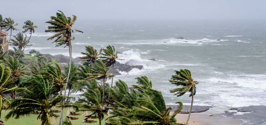 Palm trees swaying in strong winds by a stormy ocean seascape.