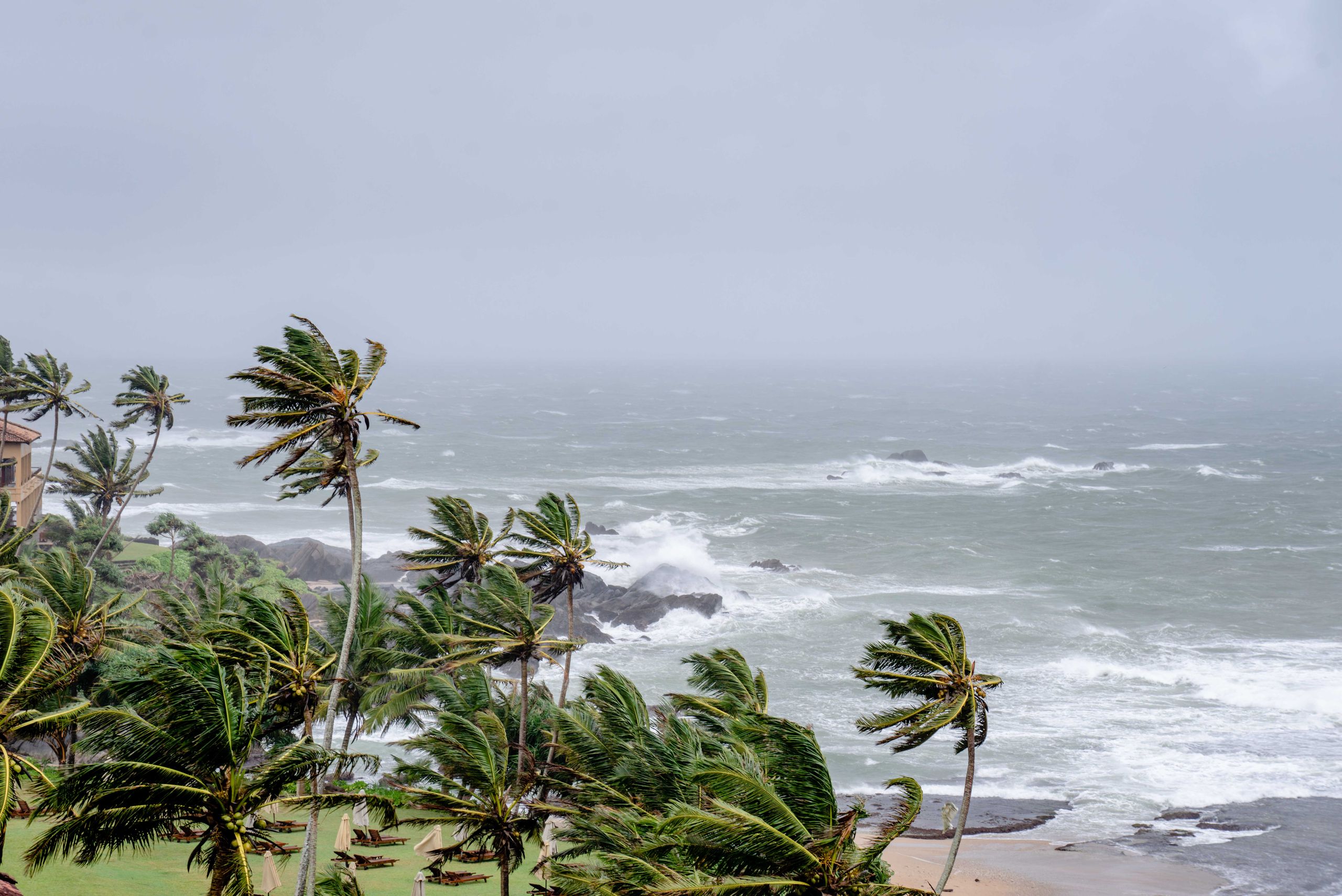 Palm trees swaying in strong winds by a stormy ocean seascape.