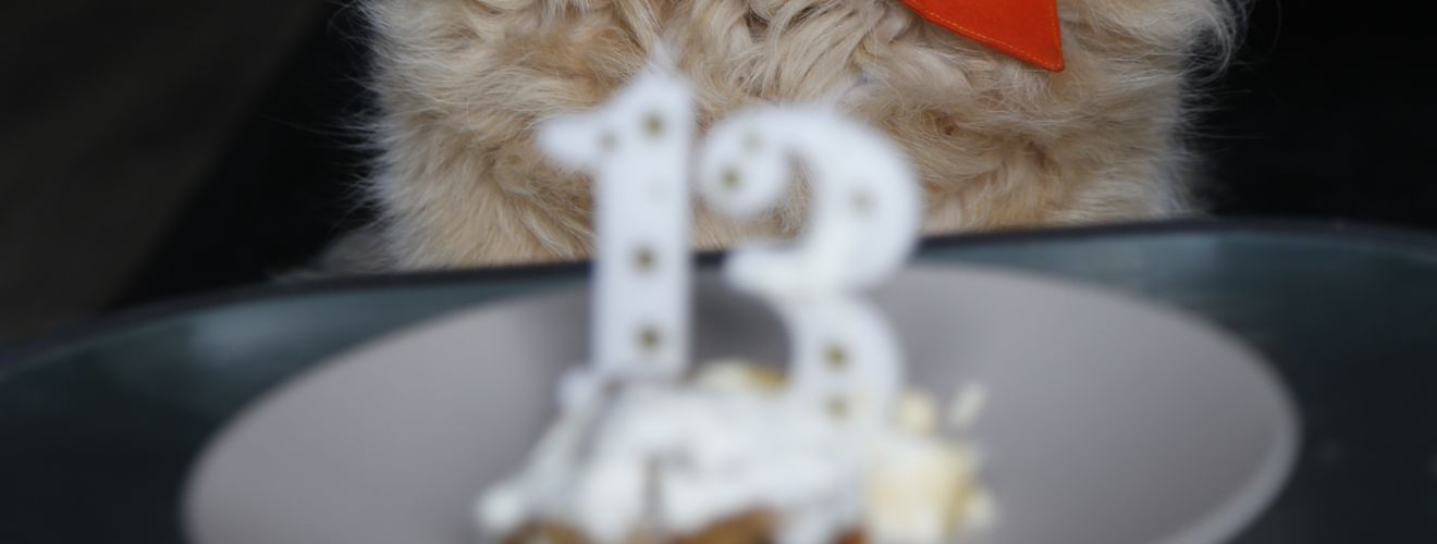 Golden Retriever wearing a bandana celebrates its 13th birthday indoors with cake.