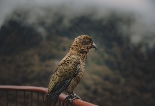 New Zealand’s Rare Kakapo Hits an Amazing 75-Year High