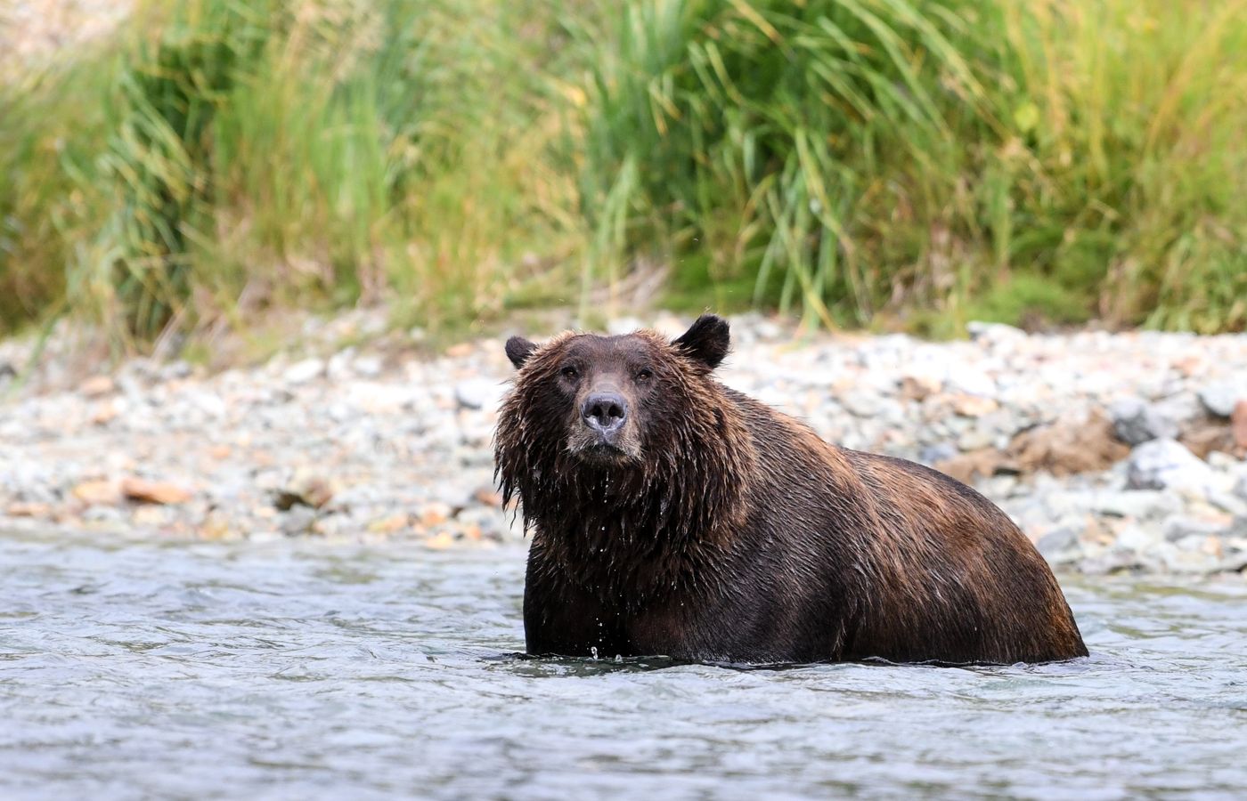 Fat Bear Week Champion Crowned: 4 Ways to Discover Katmai After 50