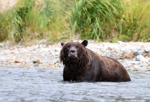 Fat Bear Week Champion Crowned: 4 Ways to Discover Katmai After 50