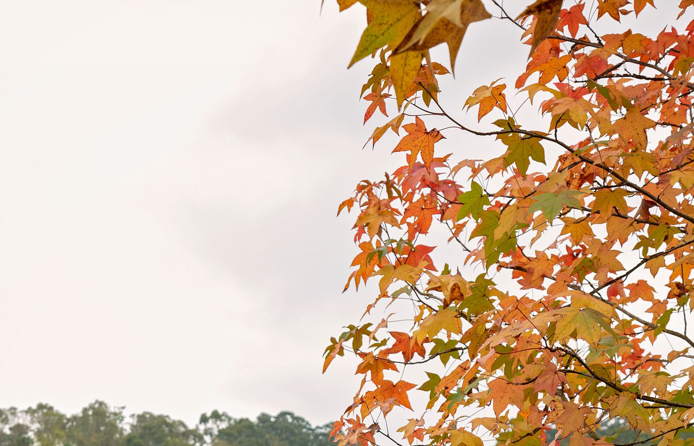 Fall Foliage 2026 Is Here: 5 Essential Things You Need to Know After 50