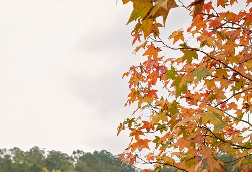 Fall Foliage 2026 Is Here: 5 Essential Things You Need to Know After 50