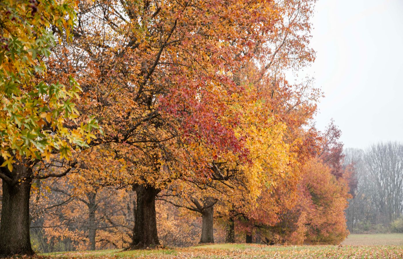 Fall Foliage Road Trip: 5 Smart Safety Tips After 50