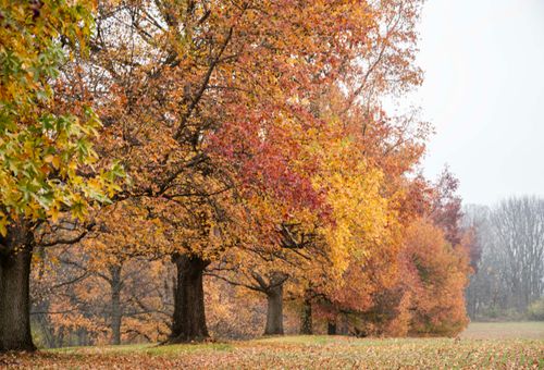 Fall Foliage Road Trip: 5 Smart Safety Tips After 50